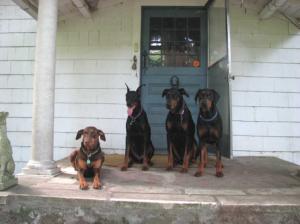 DobermanPuppiesforsaleinCTAKCNotsoldfor